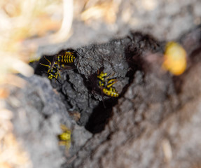 Wasps fly into their nest. Mink with an aspen nest. Underground