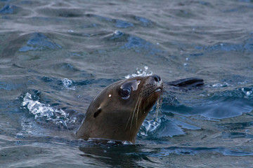 Fototapeta premium California Sea Lion. Isla San Pedro Martir. Baja California, Sea of Cortez, Mexico.