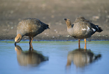 Ruddy-headed Goose, (Chloephaga rubidiceps) drinking, Sea Lion Island, Falkland Islands.