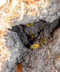 Wasps fly into their nest. Mink with an aspen nest. Underground