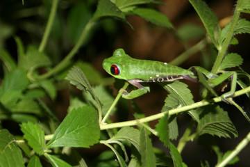 Costa Rica, Osa. A Red-Eyed Tree Frog of Costa Rica.