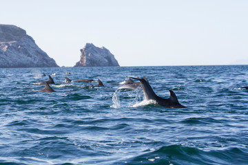 Jumping bottlenose dolphin. Baja California, Sea of Cortez, Mexico.