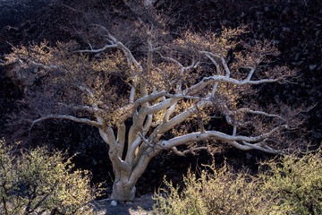 Baja California, Mexico. Elephant tree (Pachycormus discolor) and desert vegetation growing in a lava flow in the Vizcaino Desert