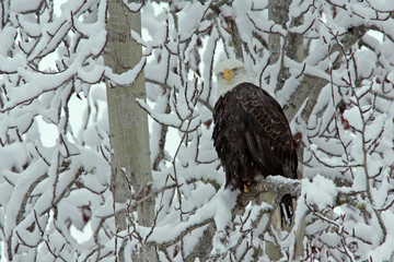 USA, Alaska, Chilkat Bald Eagle Preserve. Adult bald eagle perched on snow- covered tree. Credit as: Cathy & Gordon Illg / Jaynes Gallery / DanitaDelimont.com