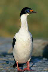 Imperial Cormorant; (Phalacrocorax atriceps albiventer), Bleaker Island, Falkland Islands.
