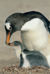 Fototapeta premium Gentoo Penguin, (Pygoscelis papua), adult feeding chick, Saunders Island, Falkland Islands.