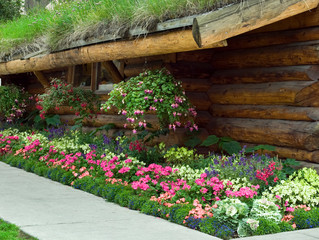 USA, Alaska, Anchorage. A garden of colorful flowers at the log cabin tourist center.