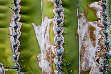 Abstract close-up of cactus. Angel de la Guarda Island. Baja California, Sea of Cortez, Mexico.