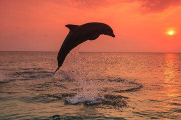Bottlenose Dolphins (Tursiops Truncatus) Caribbean Sea, near Roatan, Honduras