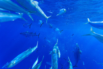 Skipjack tuna also called Oceanic Bonito (Katsuwonus pelamis) feeding on Brazilian Sardines (Sardinella brasiliensis) about 10 miles offshore from Isla Mujeres, Yucatan Peninsula, Mexico