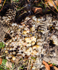 Vespula vulgaris. Destroyed hornet's nest.