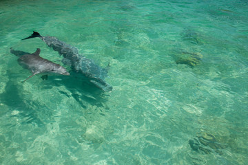Fototapeta premium Honduras, Honduran Bay Islands, Roatan. Anthony's Key, pair of bottlenose dolphins (Tursiops truncatus) aka porpoise.