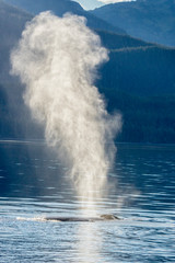 Obraz premium USA, Alaska, Tongass National Forest. Humpback whale spouts on surface. Credit as: Cathy & Gordon Illg / Jaynes Gallery / DanitaDelimont.com