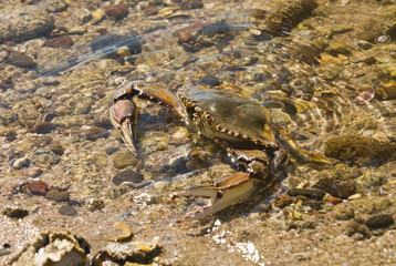 Mexico, Baja California, Bahia de las Animas. Blue Crab (Callinectes sapidus) in estuary that leads to Bahia de las Animas