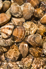 Mexico, Baja California, Bahia de las Animas. Clams a local delicacy