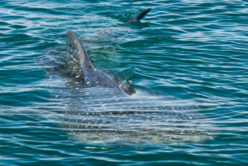 Obraz premium Mexico, Baja California, Midriff Islands, Sea of Cortez, Bahia de los Angeles. Area renown for Whale Sharks (Rhincodon typus) that come to these waters to filter feed.