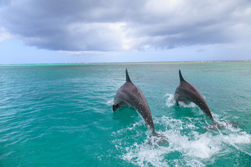 Obraz premium Bottlenose Dolphins (Tursiops Truncatus), Caribbean Sea, Roatan, Bay Islands, Honduras