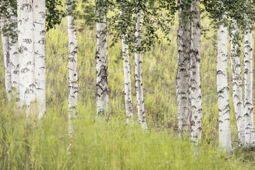 Obraz premium USA, Alaska. Papierowe brzozy i trawy. Źródło: Don Paulson / Jaynes Gallery / DanitaDelimont.com