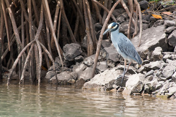 Mexico, Baja California, Sea of Cortez, Loreto Bay. Black Crowned Night Heron fishes at edge of mangroves