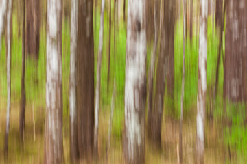 Alaska. An abstract motion-blur of tree trunks.