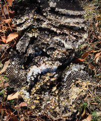 Destroyed hornet's nest. Drawn on the surface of a honeycomb hor