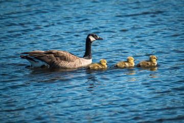 USA, Alaska, goose, chicks