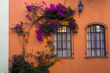 Fototapeta na wymiar Mexico, San Miguel de Allende. Bougainvillea surrounding one of two windows in orange wall.