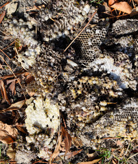 Destroyed hornet's nest. Drawn on the surface of a honeycomb hor