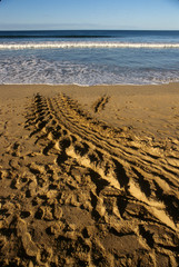 Costa Rica: Playa Grande, tracks seen in morning of giant leatherback turtle (Dermoochelys coriacea) which laid eggs in sand previous night