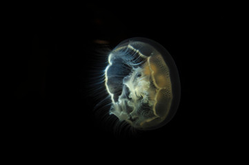 Visible bioluminescence shows this moon jellyfish clearly