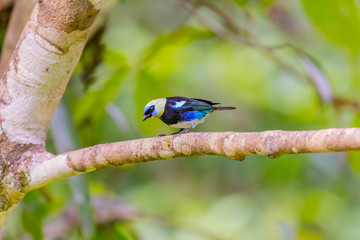 Central America, Costa Rica. Male golden-hooded tanager. 