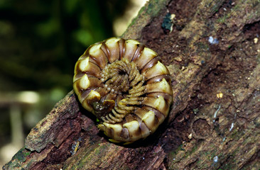 Central America, Costa Rica, Selva Verde. Armored Centipede in a defensive posture
