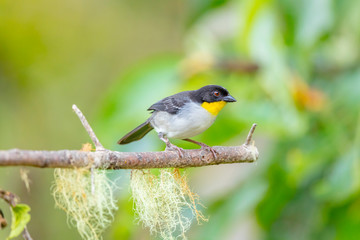 Central America, Costa Rica. Male silver-throated tanager. 
