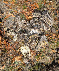 Destroyed hornet's nest. Drawn on the surface of a honeycomb hornet's nest. Larvae and pupae of wasps. Vespula vulgaris