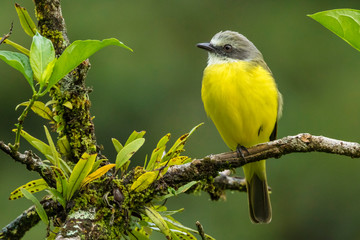 Costa Rica, Arenal. Close-up of social flycatcher. Credit as: Cathy & Gordon Illg / Jaynes Gallery / DanitaDelimont.com