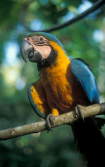 Blue and Yellow Macaw (Ara ararauna) Tambopata Reserve, SE PERU, Amazonia