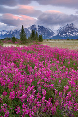 Fototapeta premium USA, Alaska, Alsek River Valley. View of wildflowers and Fairweather Range. Credit as: Don Paulson / Jaynes Gallery / Danita Delimont.com 
