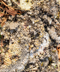 Destroyed hornet's nest. Drawn on the surface of a honeycomb hornet's nest. Larvae and pupae of wasps. Vespula vulgaris