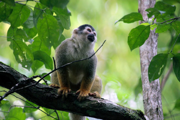 Costa Rica, Corcovado. The endangered Black Crowned Central American Squirrel Monkey, in the forests near Lapa Rios.