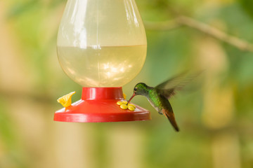 Obraz premium Arenal area of Costa Rica. Rufous-tailed (Amazilia tzacatl) hummingbird feeding at a sugar-water feeder.