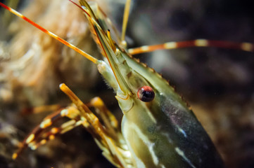A side view of a shrimp in water, with antennae and eye