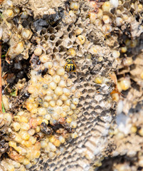 Destroyed hornet's nest. Drawn on the surface of a honeycomb hornet's nest. Larvae and pupae of wasps. Vespula vulgaris