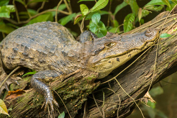 Tortuguero National Park, Costa Rica. Spectacled caiman (Caiman crocodilus) looking camouflaged while sunning on a log.