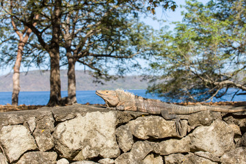 Panama Beach, Guanacaste, Costa Rica. Spiny-tailed iguana (Ctenosaura similis) sunning on a stone wall.