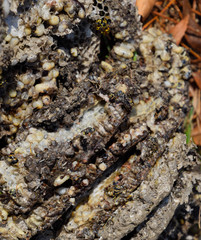 Destroyed hornet's nest. Drawn on the surface of a honeycomb hornet's nest. Larvae and pupae of wasps. Vespula vulgaris