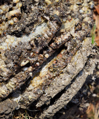 Destroyed hornet's nest. Drawn on the surface of a honeycomb hornet's nest. Larvae and pupae of wasps. Vespula vulgaris