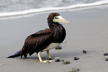 Costa Rica, Manuel Antonio. Brown Booby.