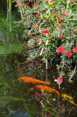 Alabama, Theodore near Mobile. Historic Bellingrath Gardens and Home, Asian-American Garden. Koi pond.