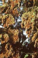 North America, Mexico, Michoacan. Huge clusters of Monarch Butterflies (Danaus plexippus) clinging to the branches of trees near Angangueo, where they spend the winter.
