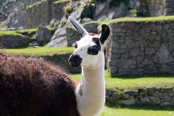 Fototapeta premium South America - Peru. Llama posing on main plaza in the lost Inca city of Machu Picchu.